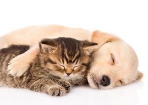 Read more about the article Why is it important to prevent diseases in pets?