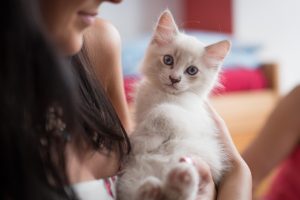 Read more about the article Popular cat breeds showcase diverse traits and personalities for potential pet owners