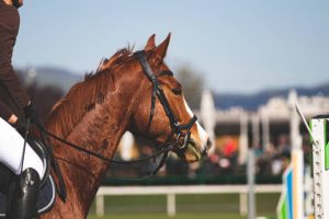 Read more about the article High-Profile Horse Racing Competitions: The Ultimate Guide to Major Racing Events